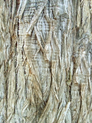 ModernBark Texture