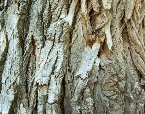 ModernBark Texture