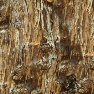 ModernBark Texture