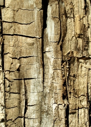 ModernBark Texture