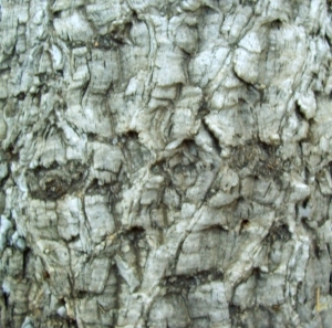 ModernBark Texture