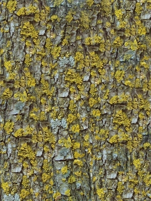 ModernBark Texture