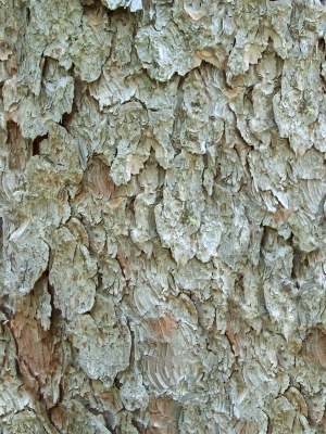 ModernBark Texture