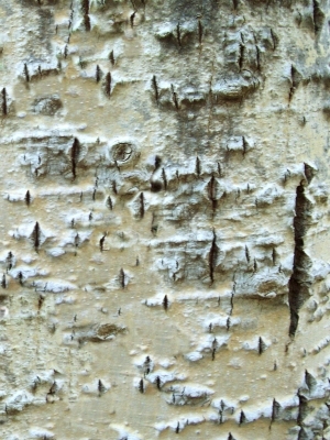 ModernBark Texture