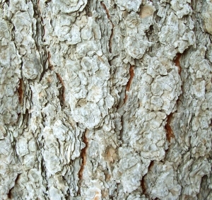 ModernBark Texture