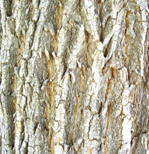 ModernBark Texture