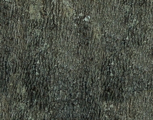 ModernBark Texture