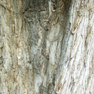 ModernBark Texture