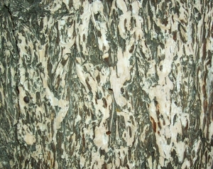 ModernBark Texture