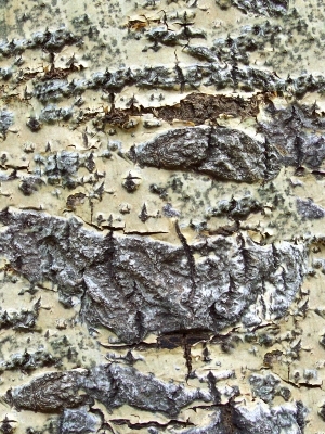 ModernBark Texture