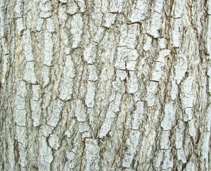 ModernBark Texture