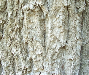 ModernBark Texture
