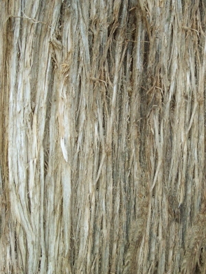 ModernBark Texture