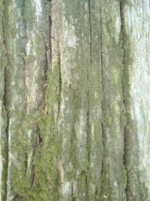 ModernBark Texture