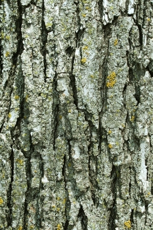ModernBark Texture