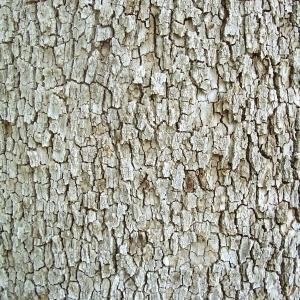 ModernBark Texture
