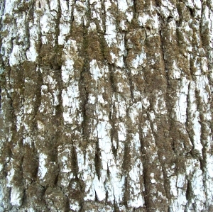 ModernBark Texture