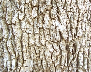 ModernBark Texture