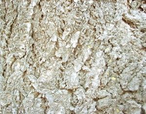 ModernBark Texture