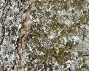 ModernBark Texture