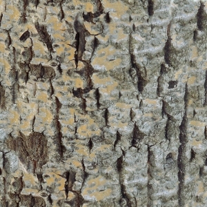 ModernBark Texture