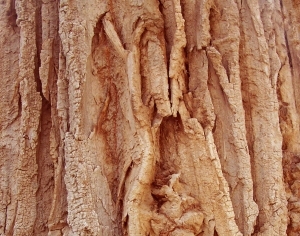 ModernBark Texture