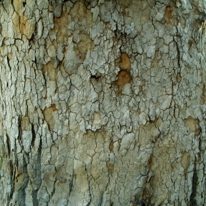 ModernBark Texture