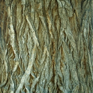 ModernBark Texture