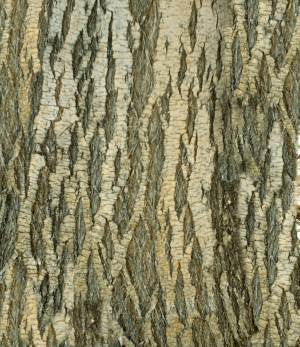 ModernBark Texture