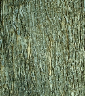 ModernBark Texture