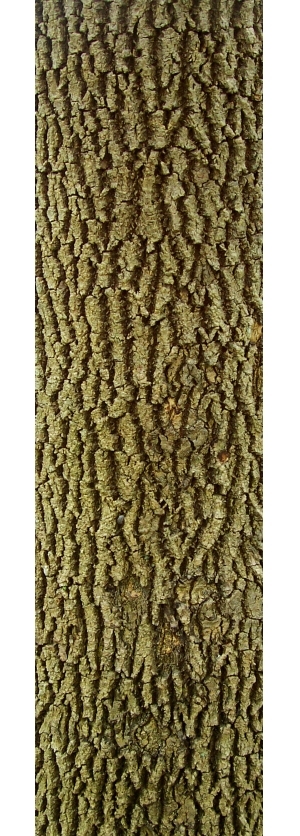 ModernBark Texture
