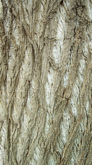 ModernBark Texture