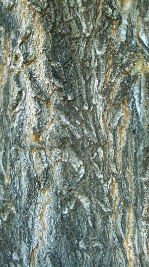 ModernBark Texture