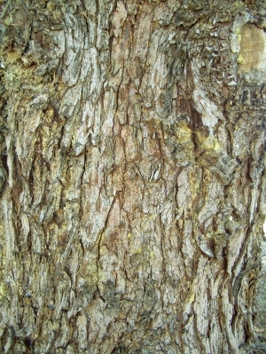 ModernBark Texture
