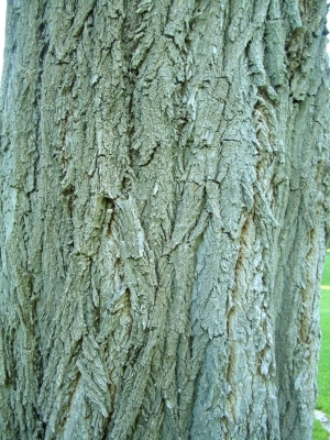 ModernBark Texture