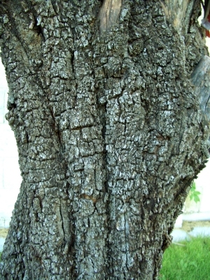 ModernBark Texture