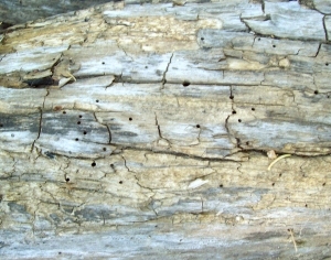 ModernBark Texture