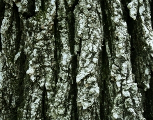 ModernBark Texture