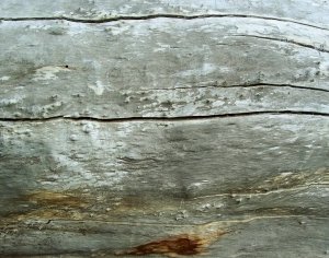 ModernBark Texture