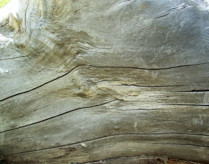 ModernBark Texture