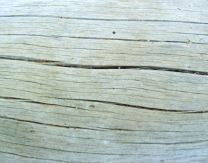 ModernBark Texture