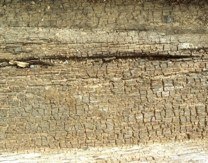 ModernBark Texture