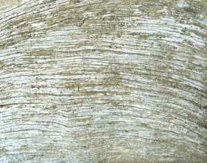 ModernBark Texture