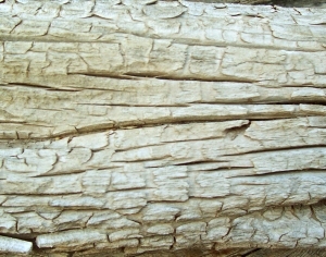 ModernBark Texture