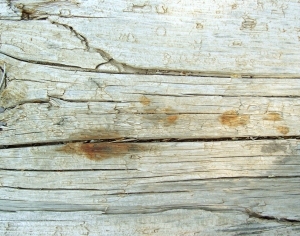 ModernBark Texture