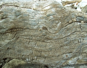ModernBark Texture