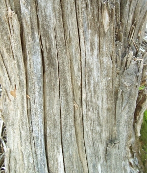 ModernBark Texture