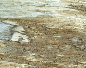 ModernBark Texture