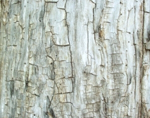 ModernBark Texture