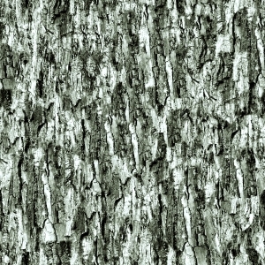 ModernBark Texture